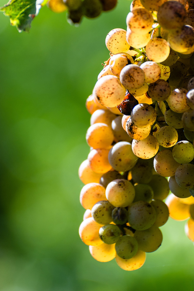 grappes mures web