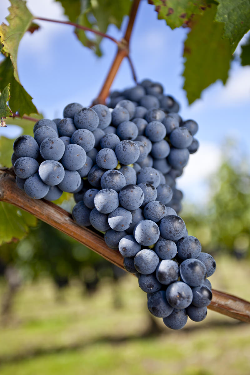 Cépage Merlot 1 32