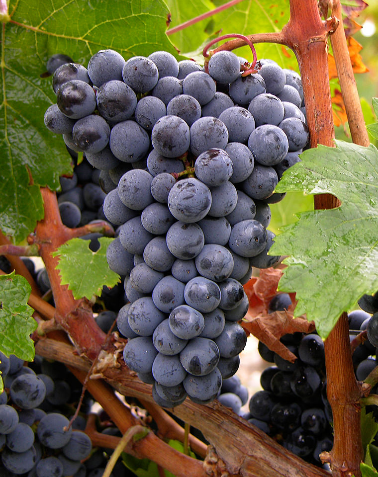 Cépage cabernet franc 1 Cabernet Franc 9