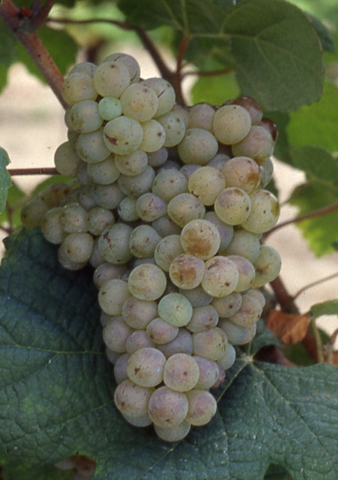 Cépage petit courbu 1 Petit Courbu B grappe