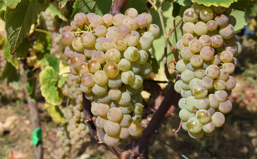 Cépage Floréal 1 cepage vigne resistant floreal